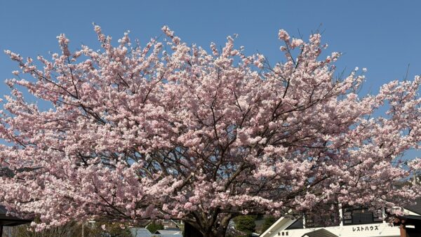 2026.03.29 　69ツーリング秦野コースに行ってきました。